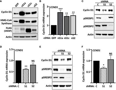 The SREBP-dependent regulation of cyclin D1 coordinates cell proliferation and lipid synthesis